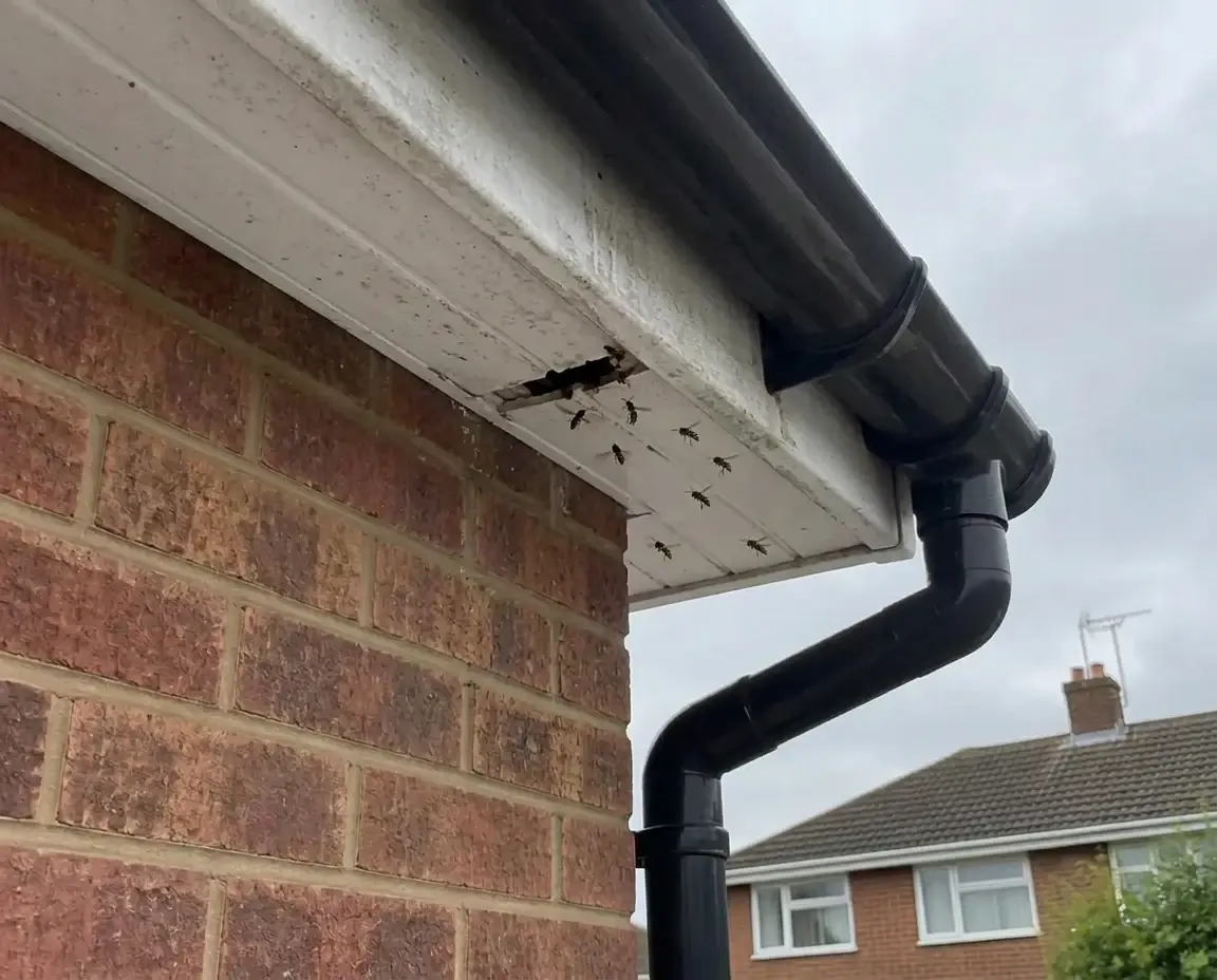 Illustrative wasp nest at a roof entrance, not a photographed Halstead job