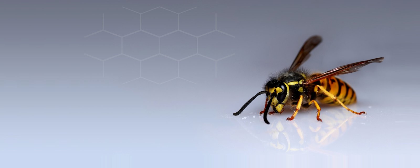 Independent wasp control company Hertfordshire